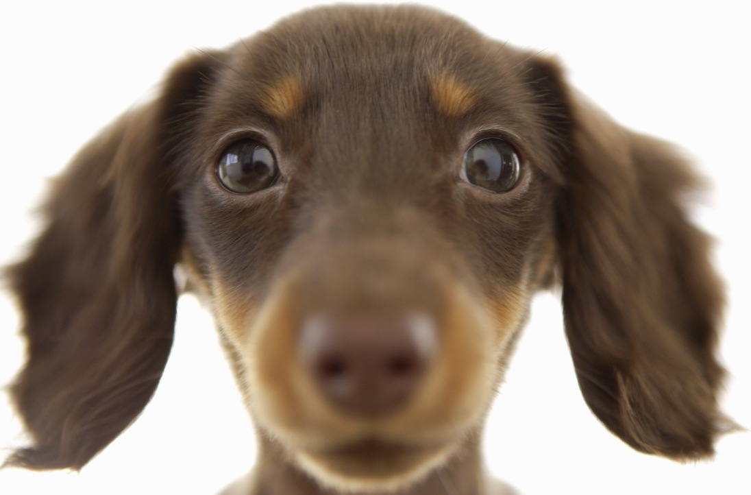 Questione di Pelo - Toelettatura per cani e gatti a Rovigo Mardimago.jpg